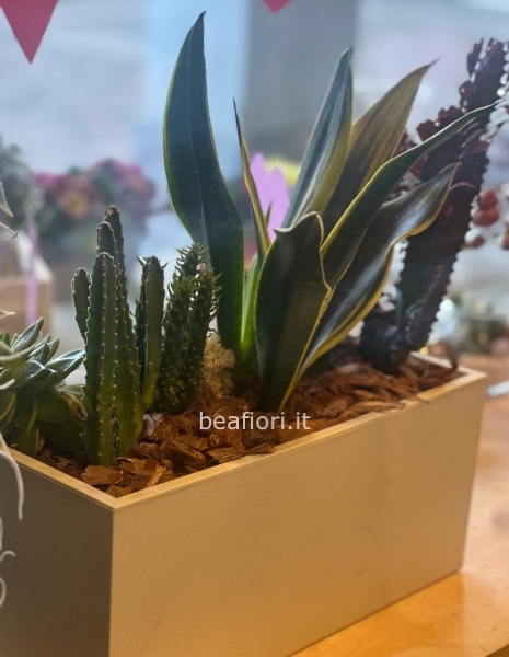 Composizione piante grasse 