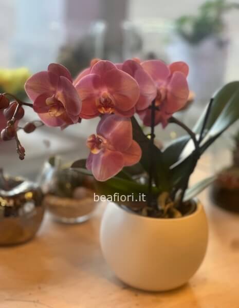 Phalenopsis Botticelli