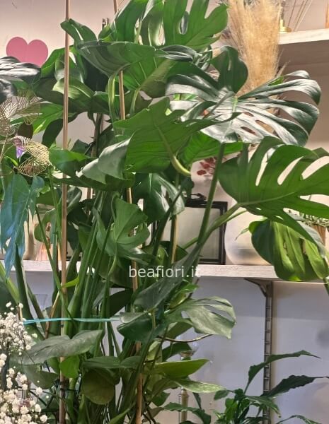 Philodendron Monstera con vaso in argento