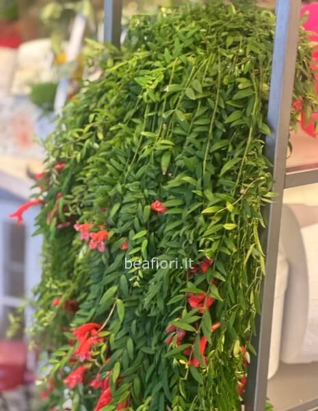 Columnea