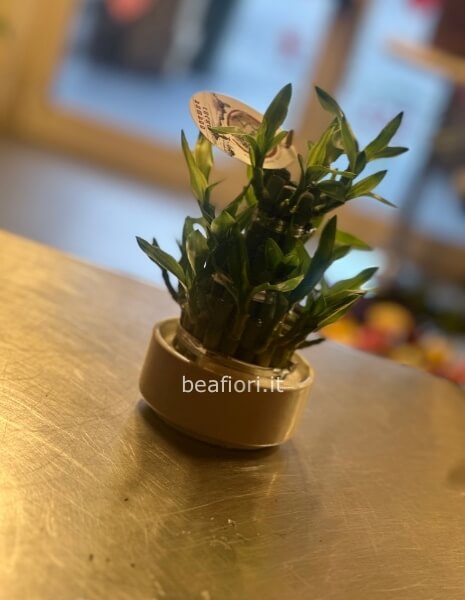 Lucky bamboo in vaso di ceramica 