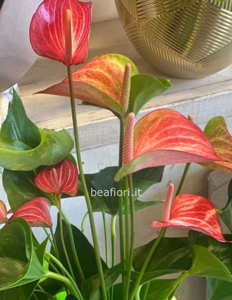 Anthurium pianta 