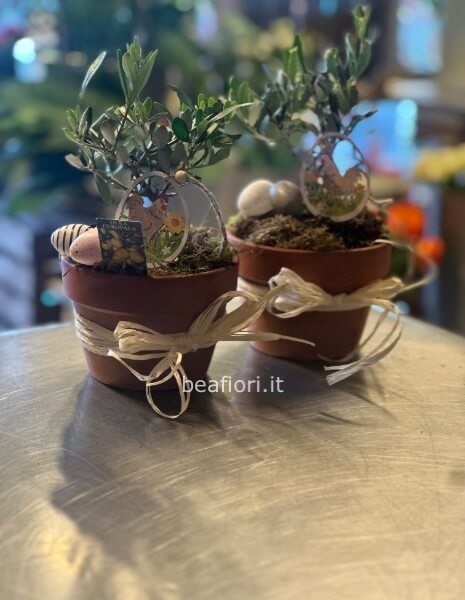Ulivo bonsai