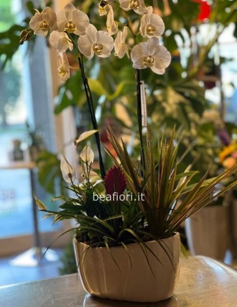 Composizione con orchidea