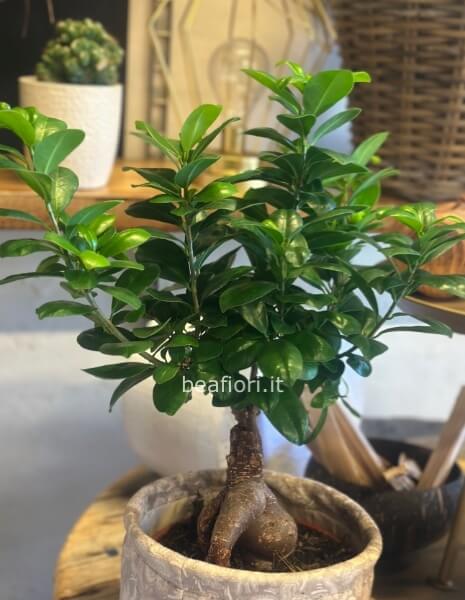 Bonsai 