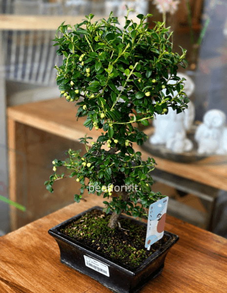Bonsai outdoor
