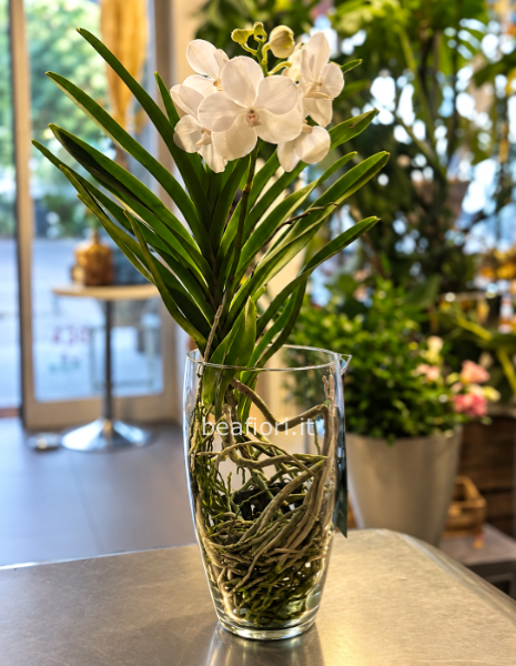 Orchidea Vanda
