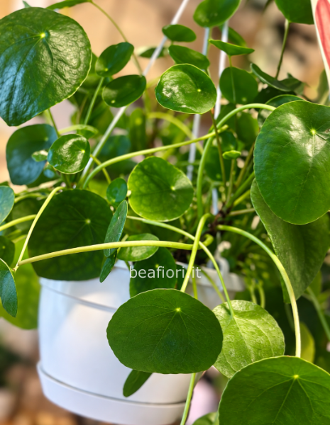 Pilea peperomioides 
