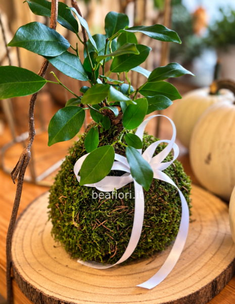 Kokedama ficus ginseng