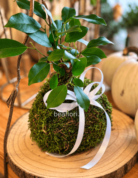 Kokedama ficus ginseng
