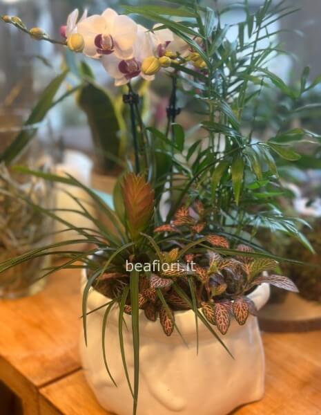 Composizione con phalenopsis 