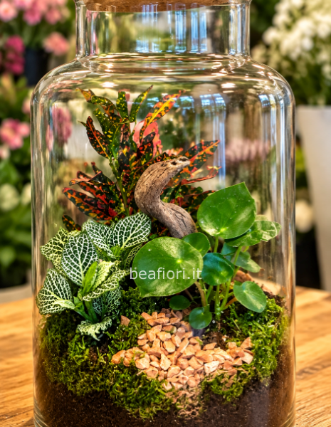 Terrarium big 