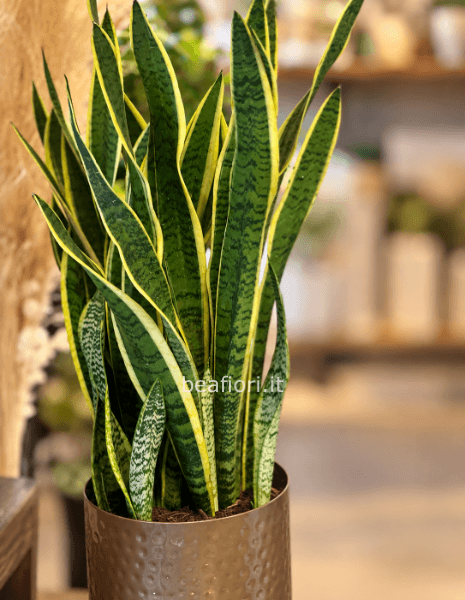 Sanseveria big 